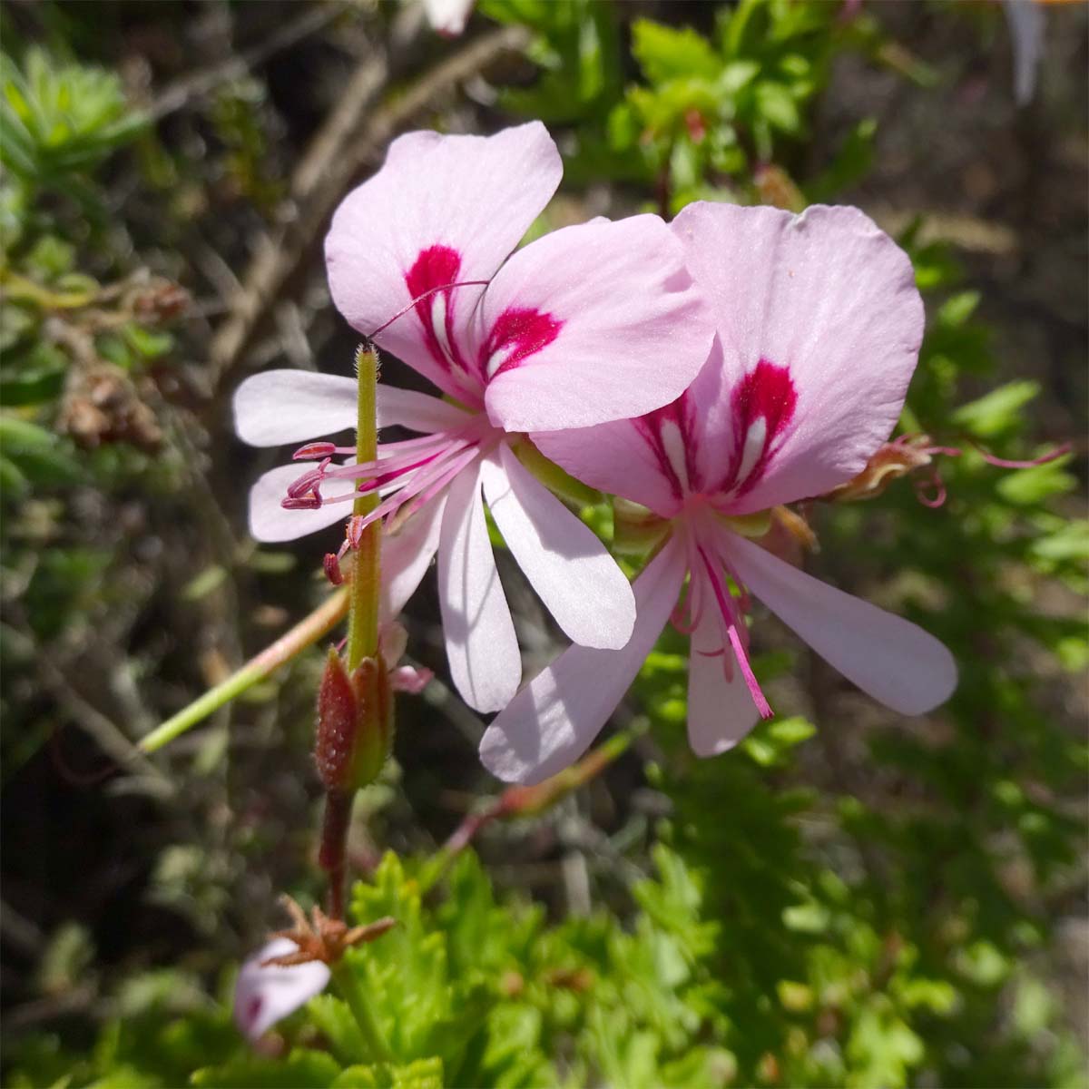 Image of Pelargonium crispum specimen.