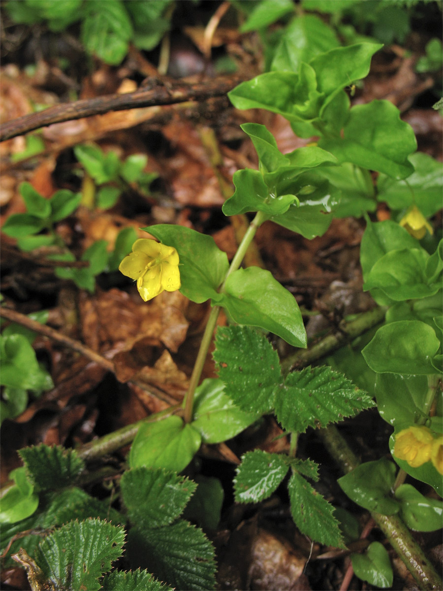 Image of Lysimachia nemorum specimen.