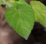 Sparmannia africana