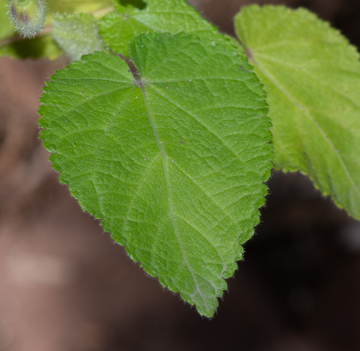 Image of Sparmannia africana specimen.