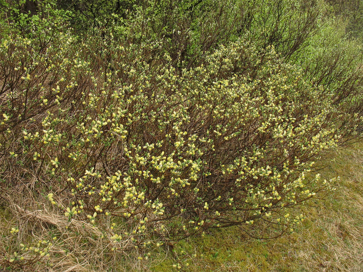 Image of Salix repens specimen.