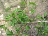 Crataegus pallasii. Часть ветви. Дагестан, Кумторкалинский р-н, долина р. Шураозень, склон. 25.04.2019.