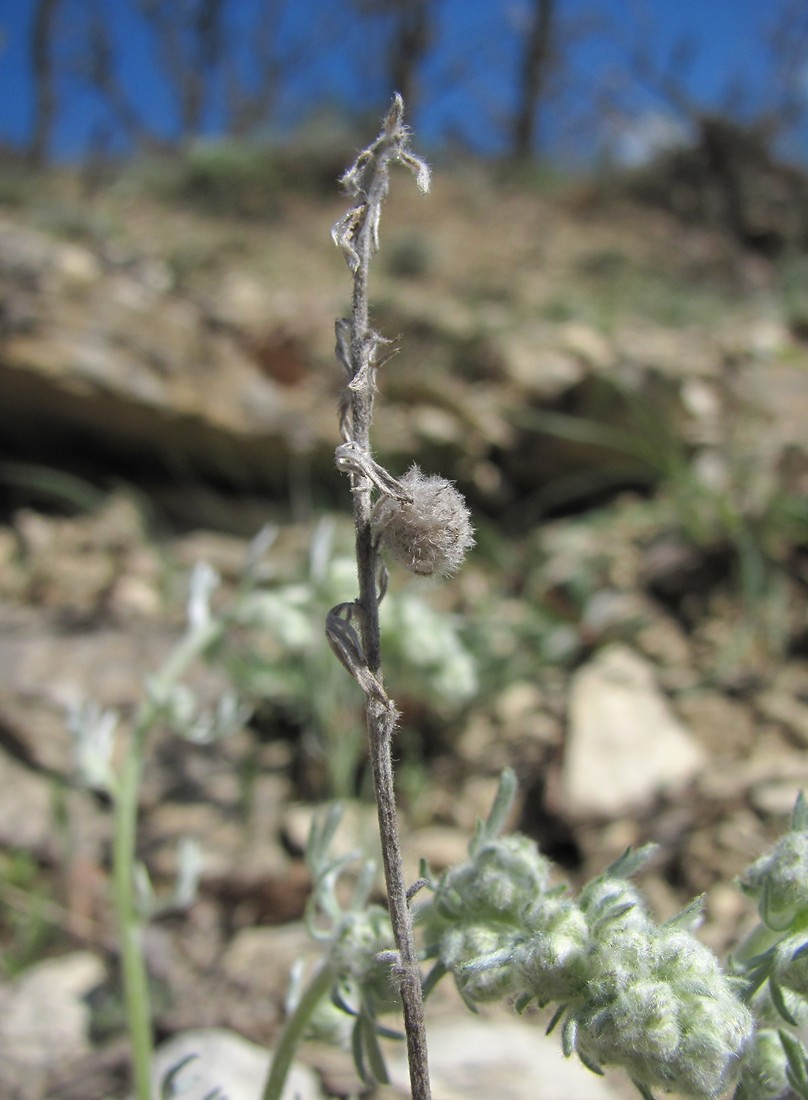 Изображение особи Artemisia caucasica.