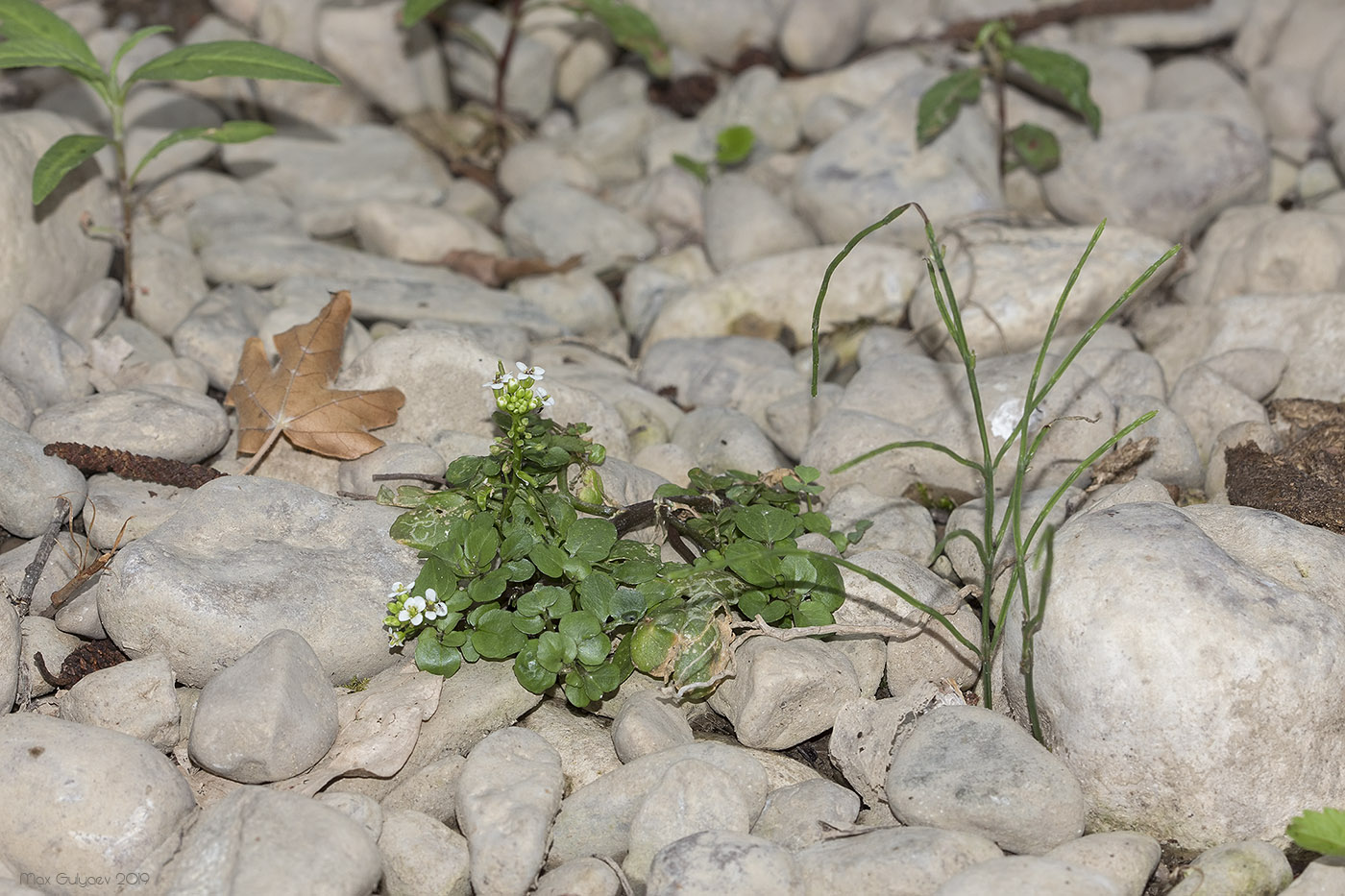 Изображение особи Nasturtium officinale.