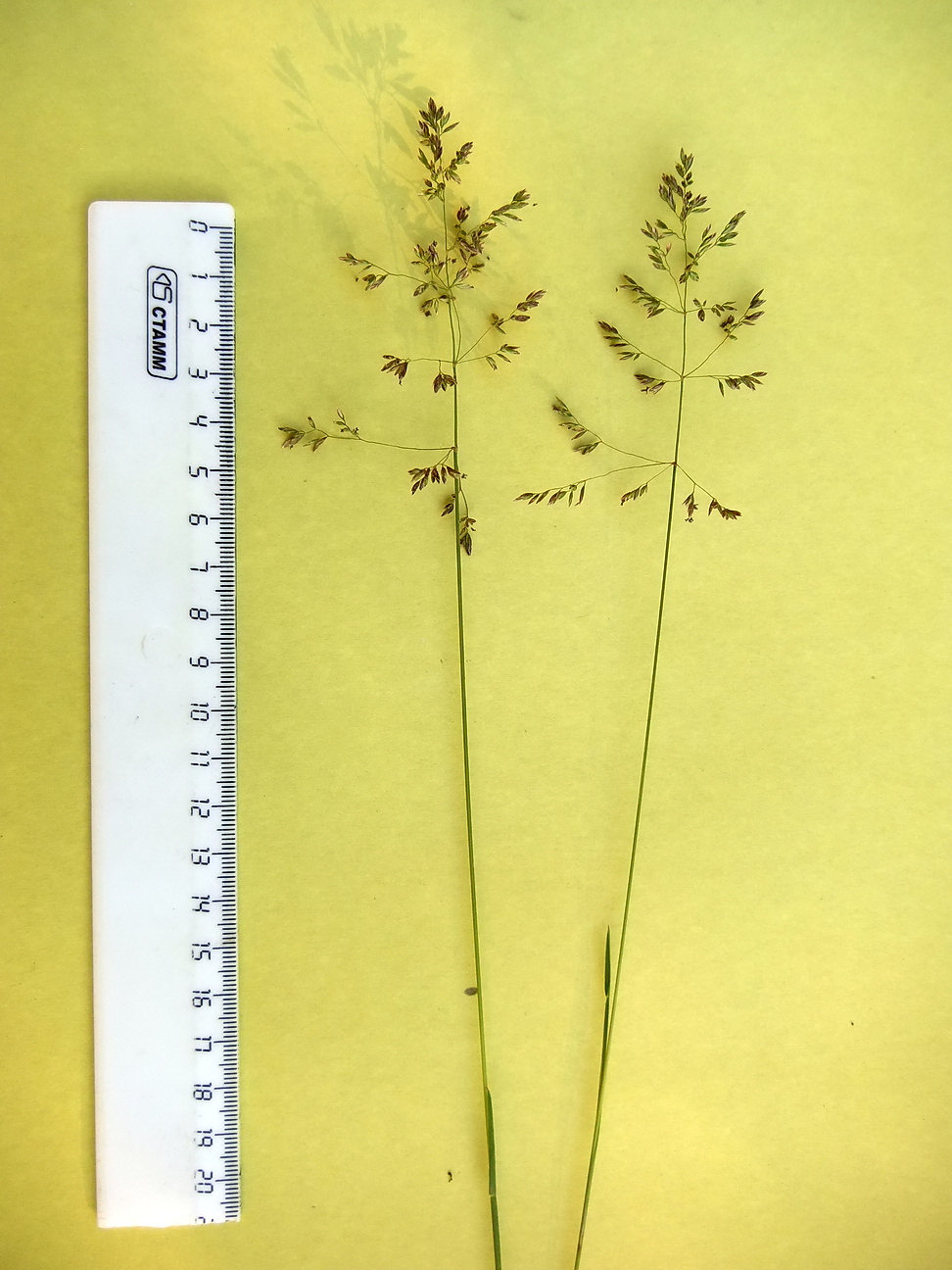 Изображение особи Poa angustifolia.