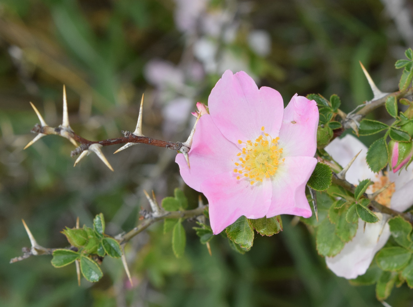 Image of Rosa maracandica specimen.