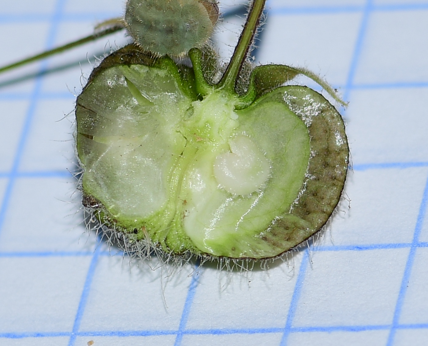 Image of Herissantia crispa specimen.