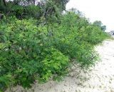 Amorpha fruticosa