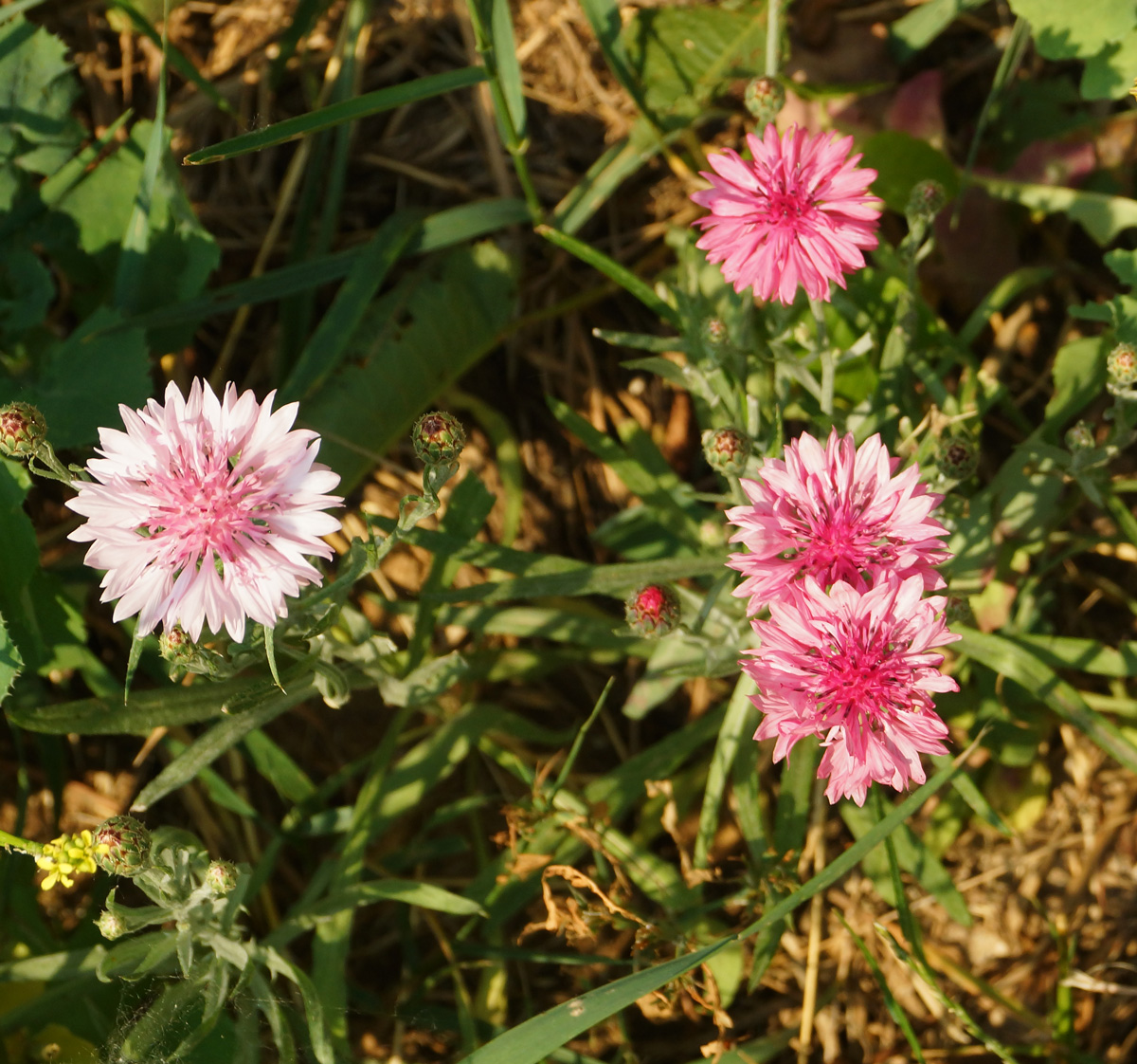 Image of Centaurea cyanus specimen.