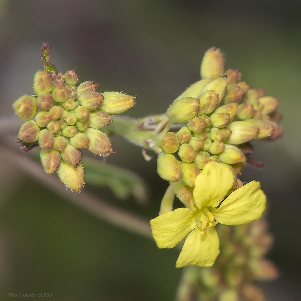 Изображение особи семейство Brassicaceae.