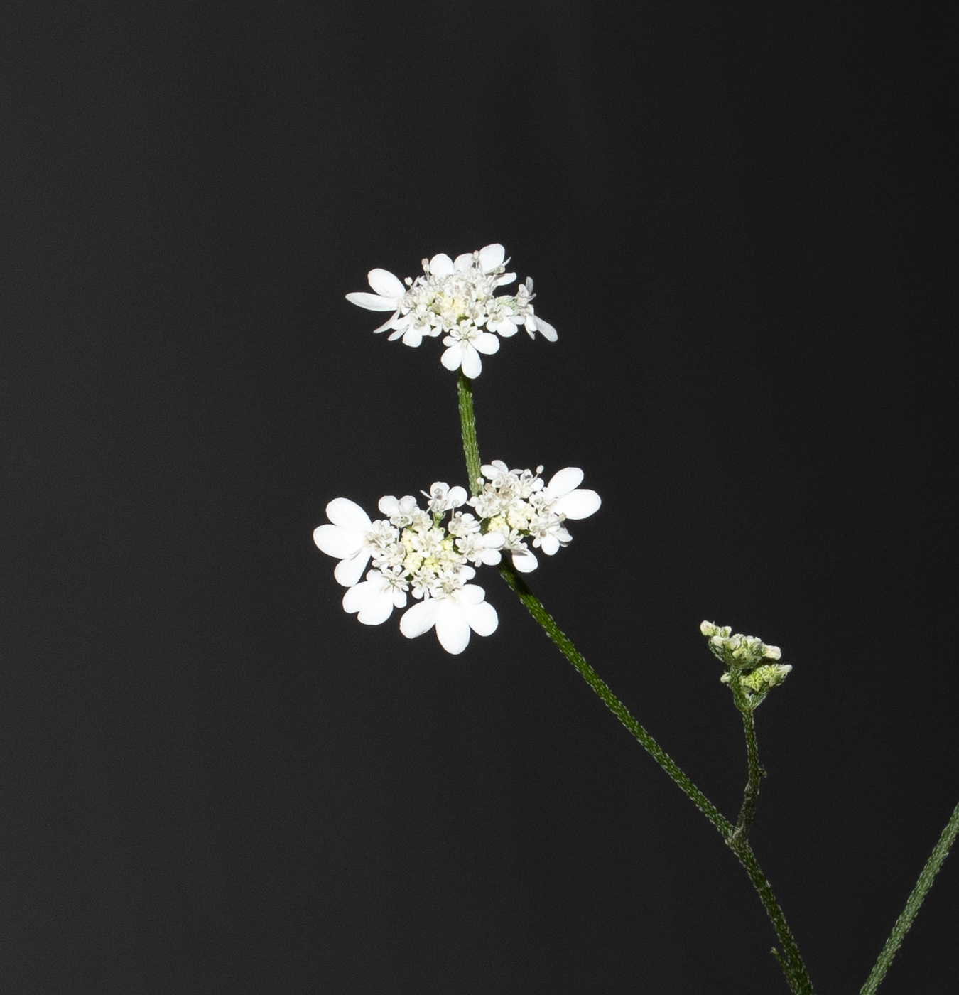 Image of Tordylium carmeli specimen.