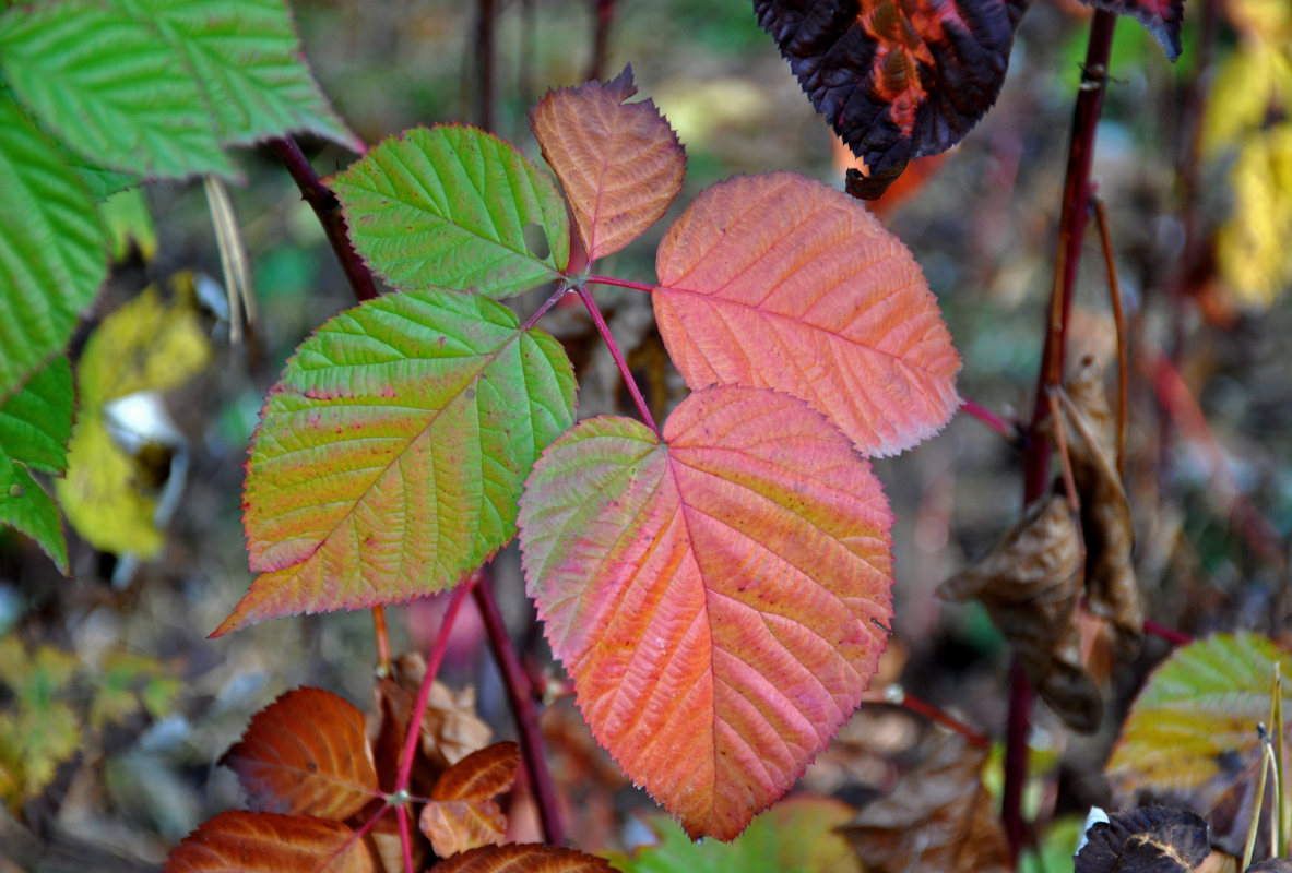 Image of Rubus nessensis specimen.