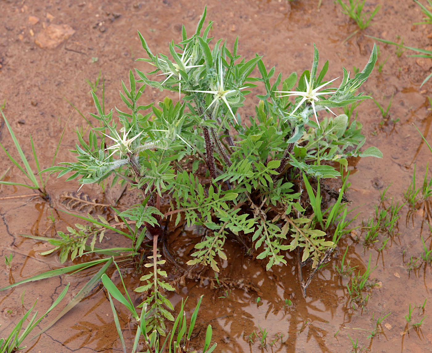 Изображение особи Centaurea iberica.