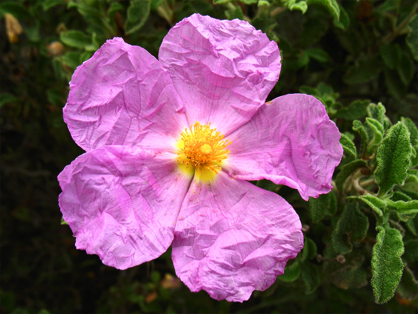 Image of Cistus parviflorus specimen.