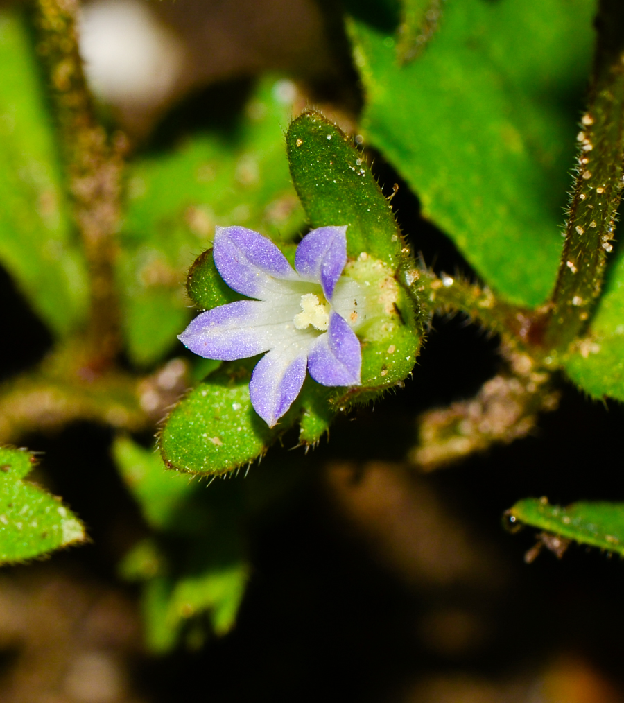 Image of Campanula erinus specimen.