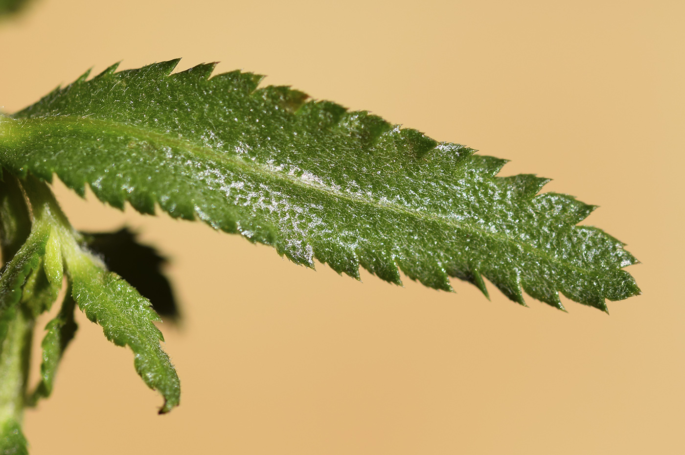 Изображение особи Achillea pyrenaica.