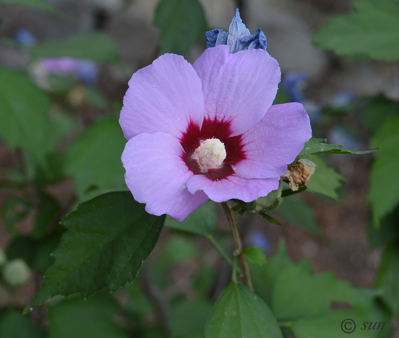 Image of Hibiscus syriacus specimen.