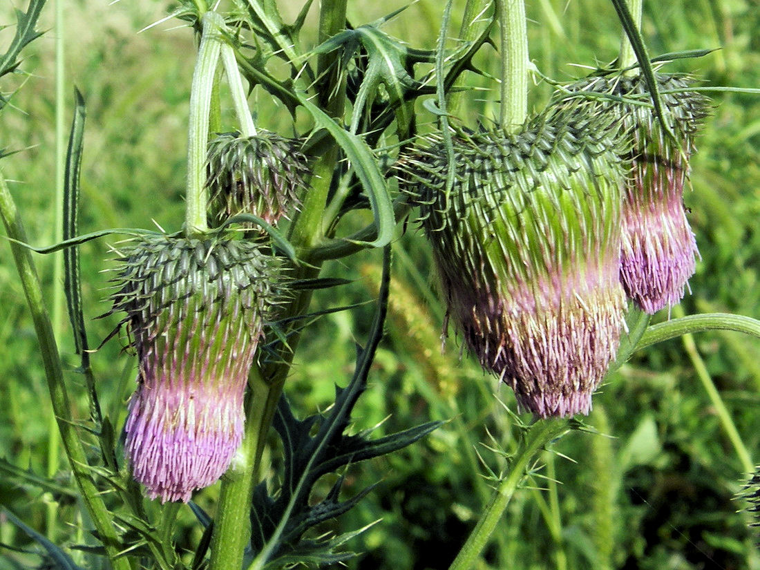 Image of Cirsium pendulum specimen.