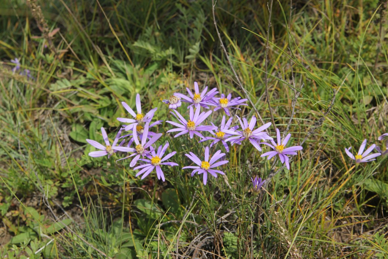 Изображение особи Galatella angustissima.