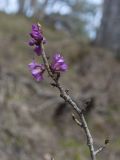Daphne mezereum. Верхушка цветущего растения. Северная Осетия, Ирафский р-н, западный склон горы Кубус, около 2100 м н.у.м, сосновый лес. 03.05.2022.