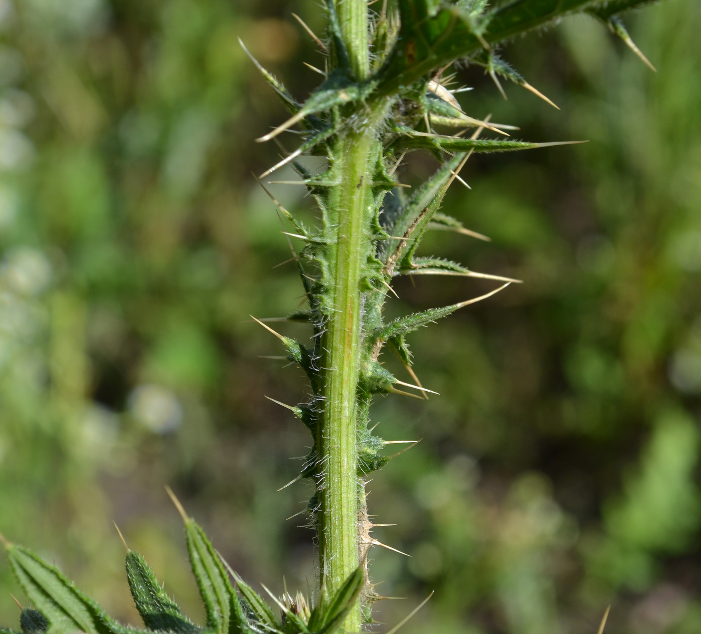 Image of Cirsium vulgare specimen.