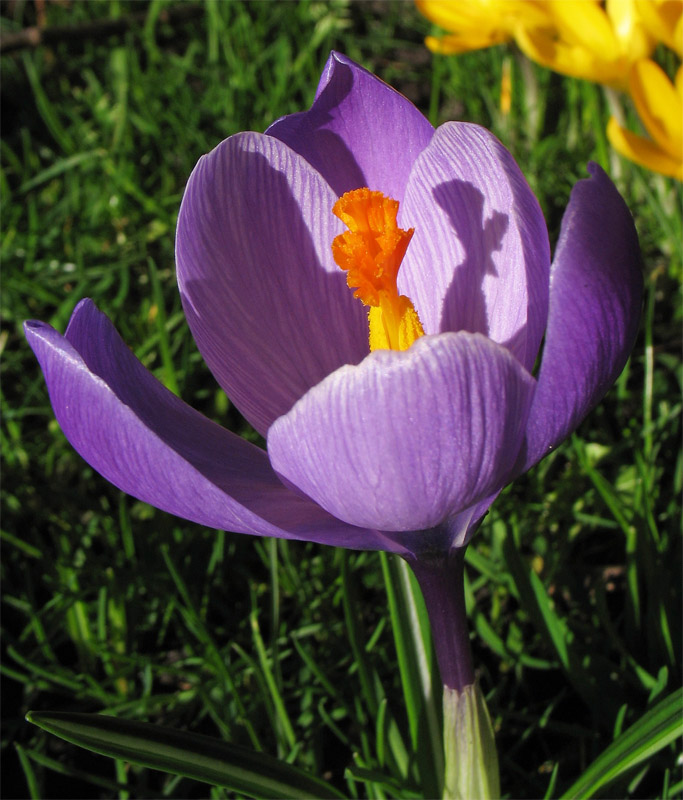 Image of Crocus vernus specimen.