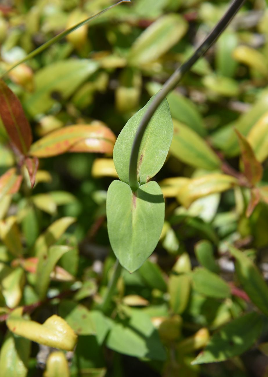 Изображение особи Silene compacta.