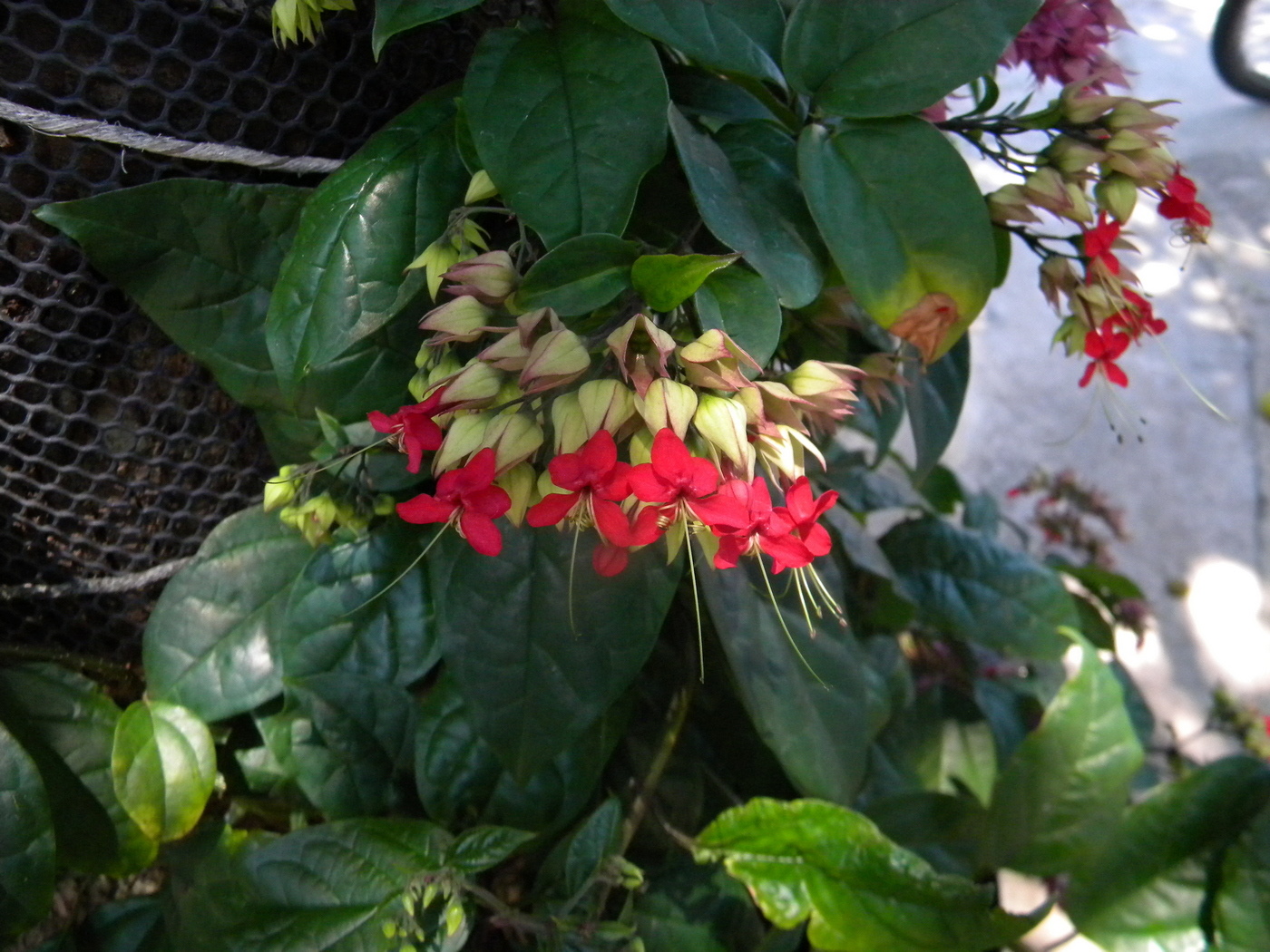 Image of Clerodendrum &times; speciosum specimen.