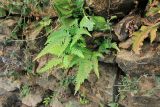 genus Pteris. Вайи. Непал, провинция Гандаки-Прадеш, р-н Каски, Покхара. 27.11.2017.