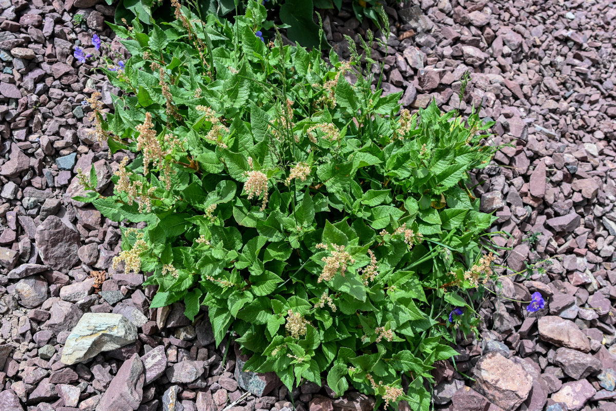 Image of Aconogonon songaricum specimen.