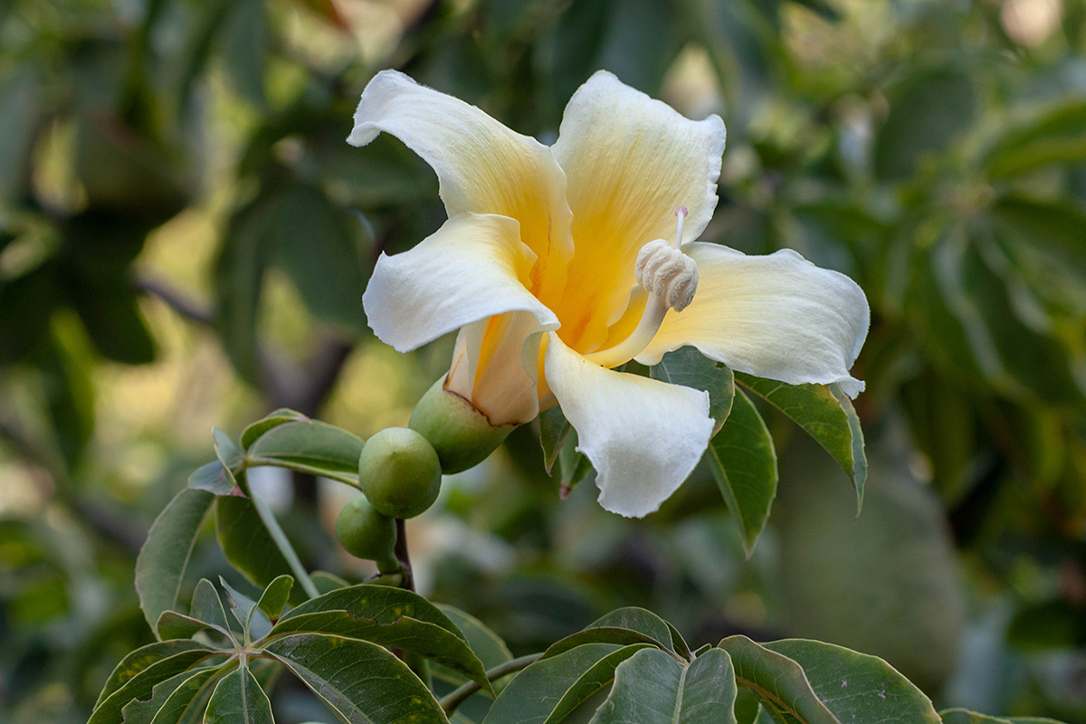 Image of Ceiba insignis specimen.