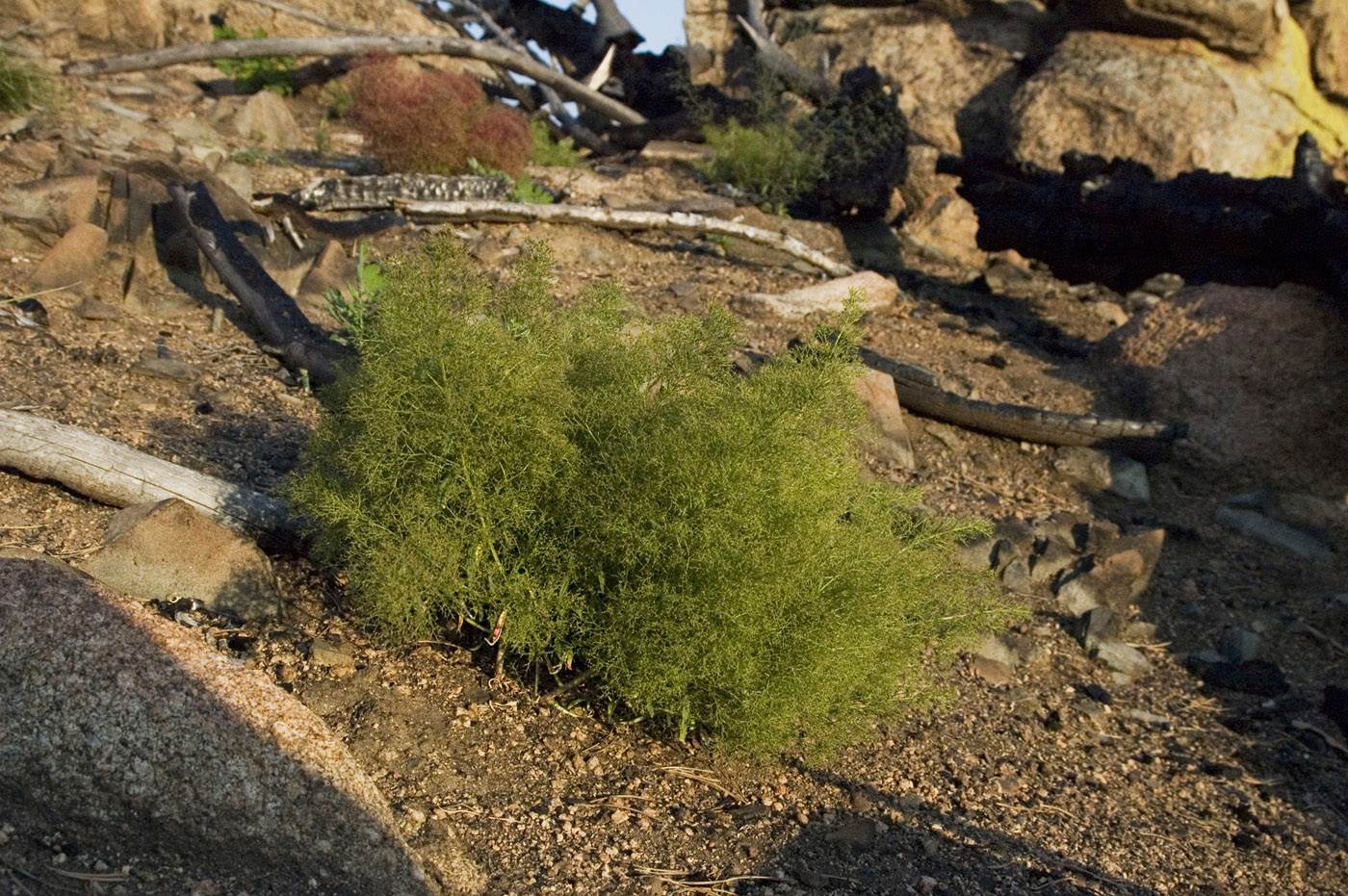 Image of Teloxys aristata specimen.