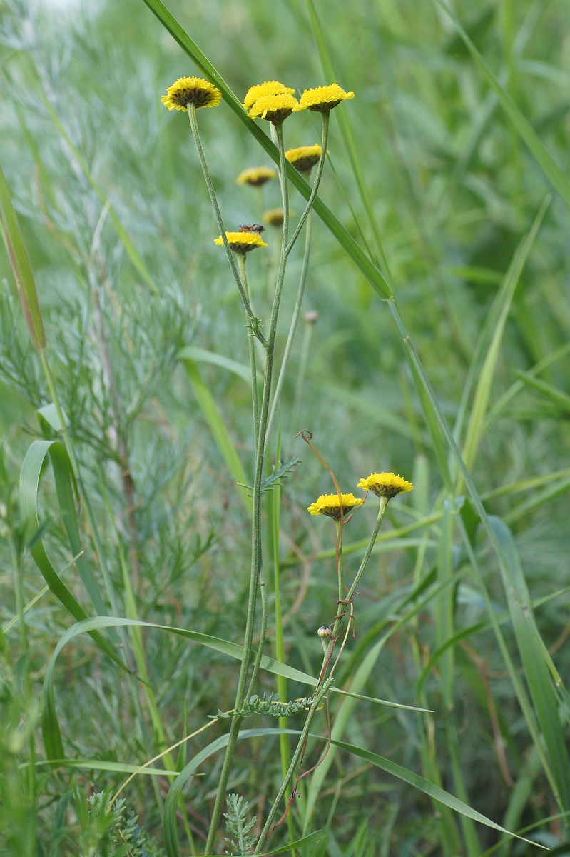 Изображение особи Tanacetum millefolium.