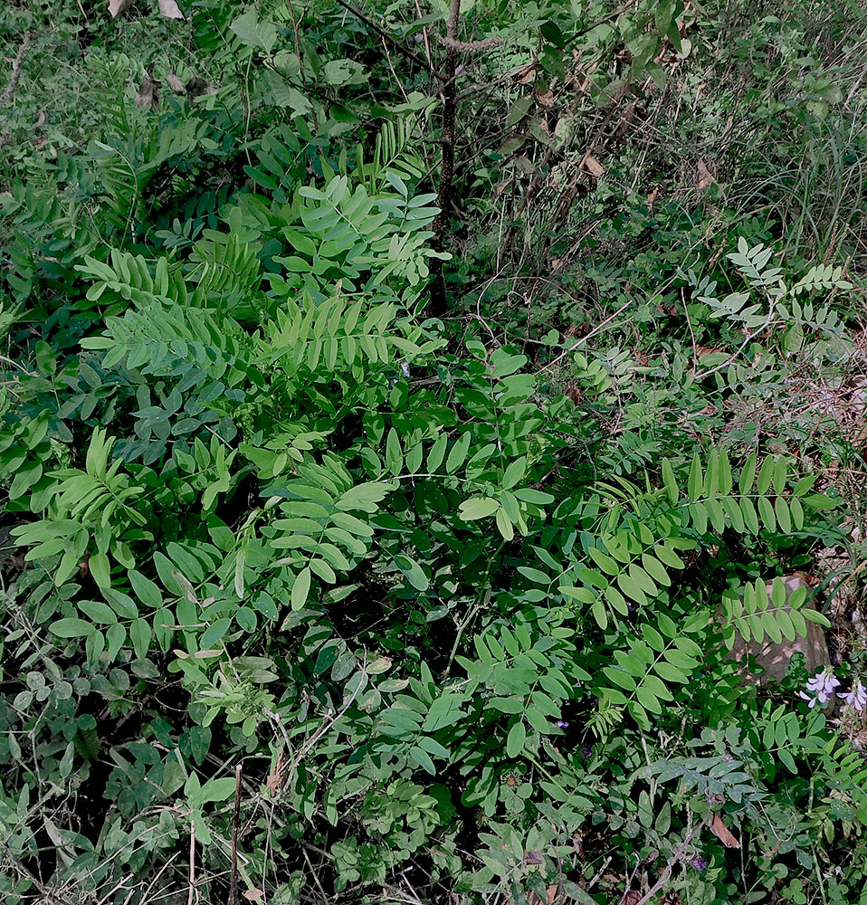 Изображение особи Galega officinalis.