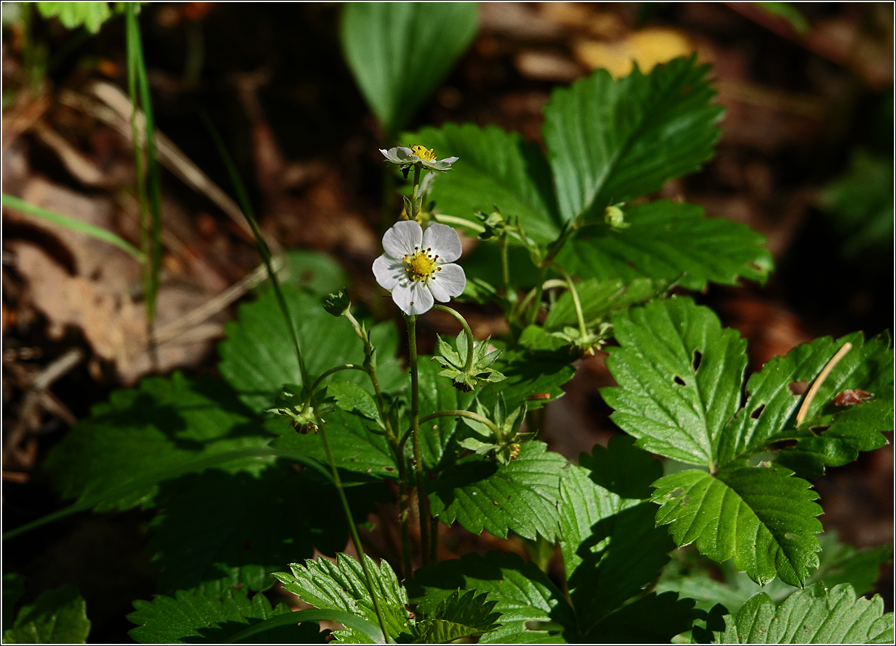 Image of Fragaria vesca specimen.