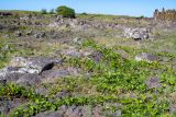 Ipomoea pes-caprae. Цветущие и плодоносящие растения. Чили, обл. Valparaiso, провинция Isla de Pascua, восточная часть острова, церемониальный комплекс Tongariki, высокий берег океана. 12.03.2023.