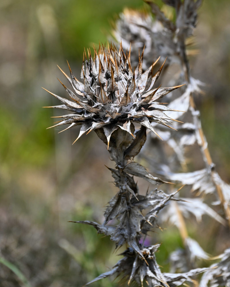 Image of Cousinia purpurea specimen.