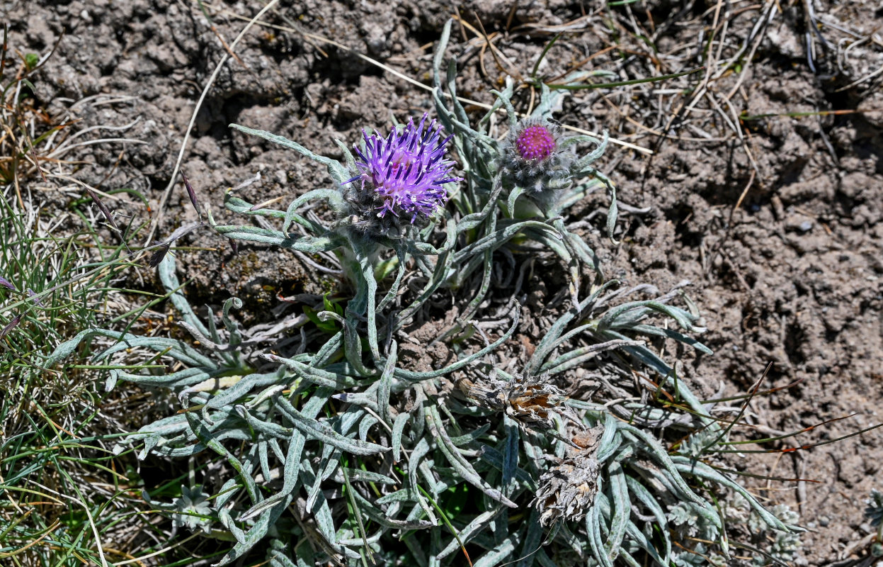 Image of Saussurea leucophylla specimen.