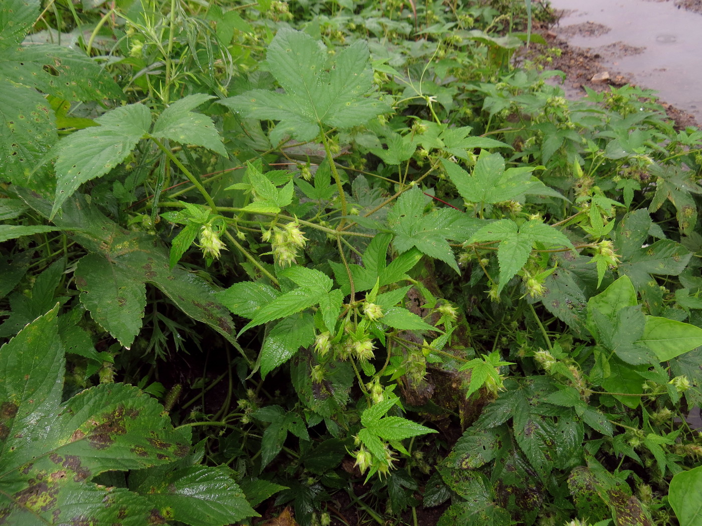 Image of Humulopsis scandens specimen.