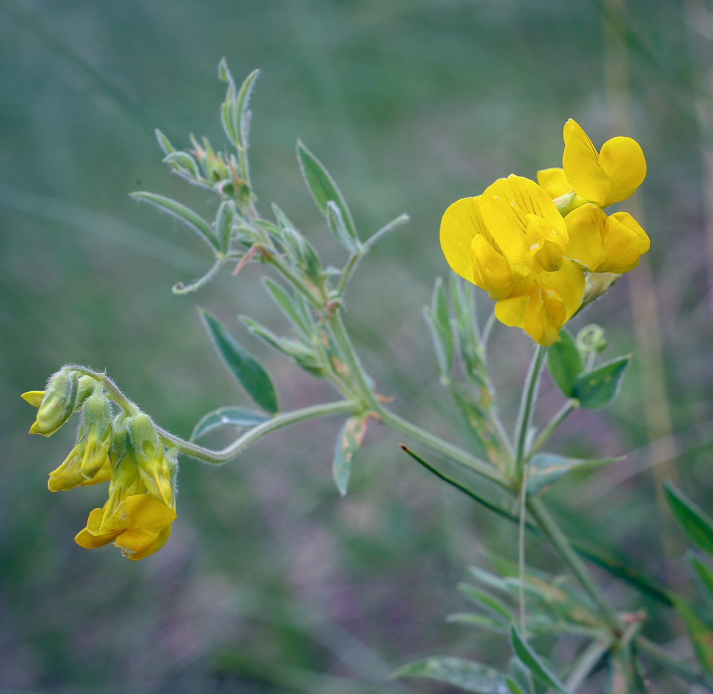 Image of Lathyrus pratensis specimen.