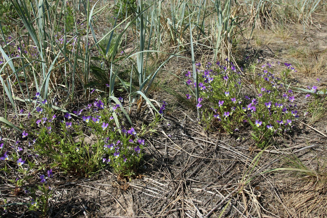 Изображение особи Viola maritima.