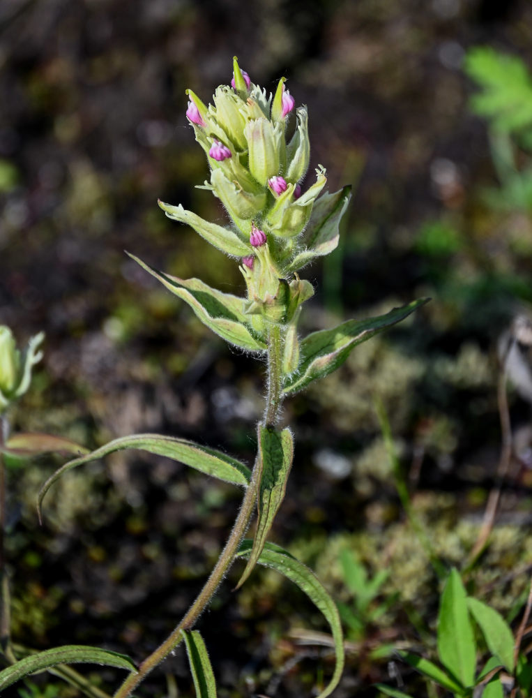 Изображение особи Castilleja hyparctica.