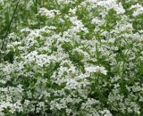 Смотреть изображение Galium palustre