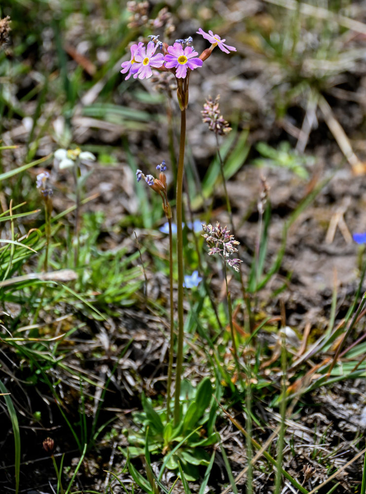 Image of Primula pamirica specimen.