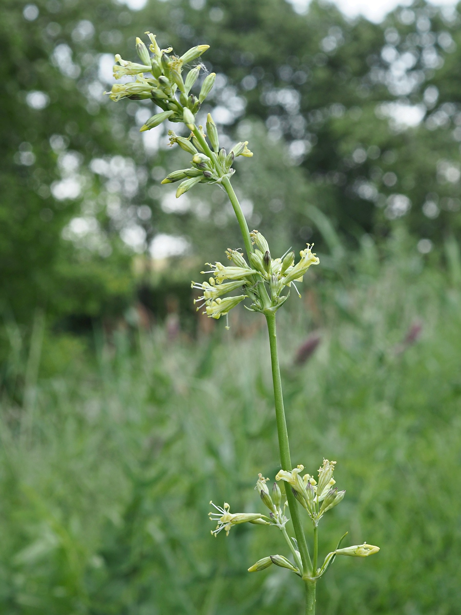 Изображение особи Silene sibirica.