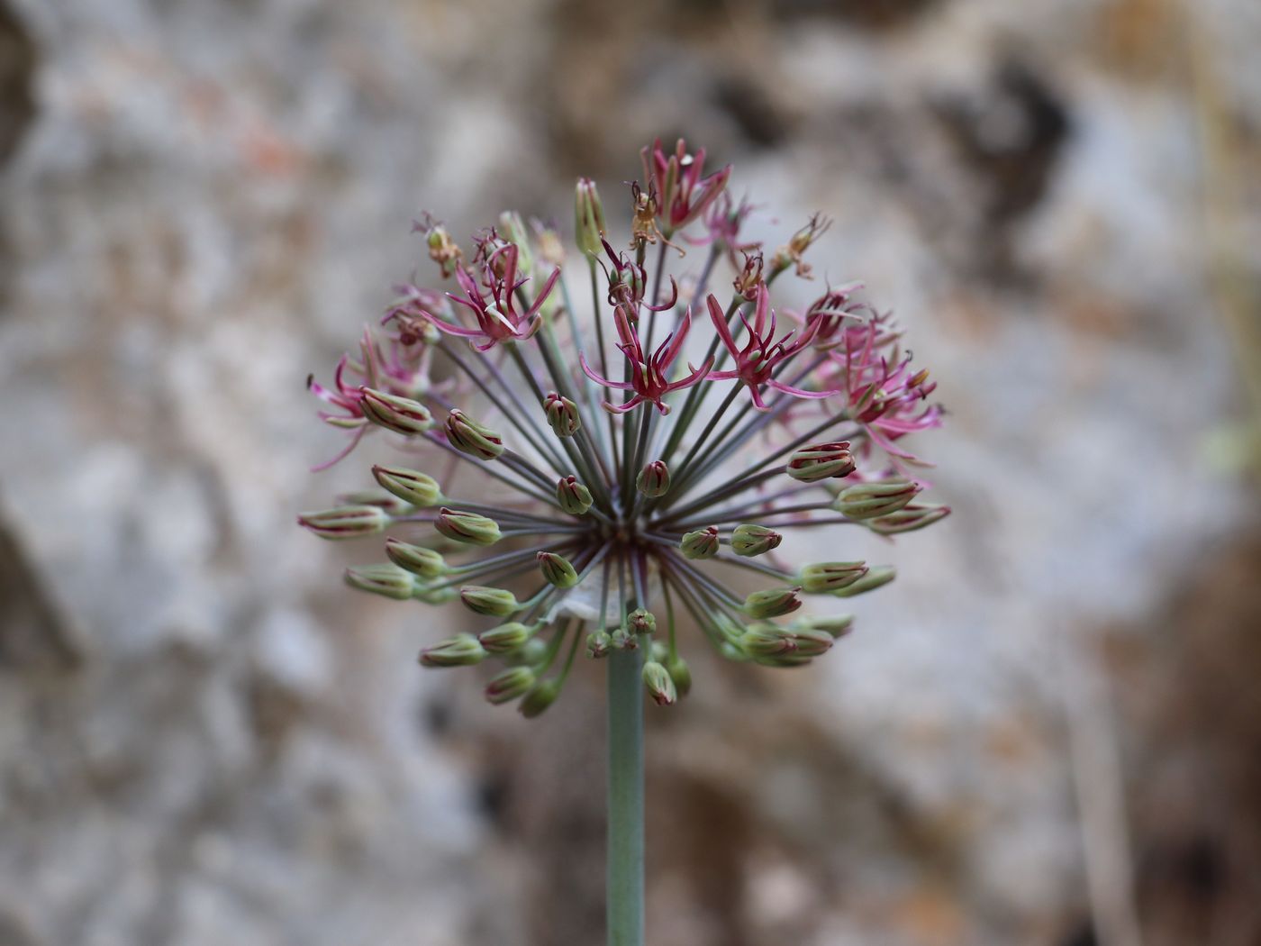 Изображение особи Allium taeniopetalum.