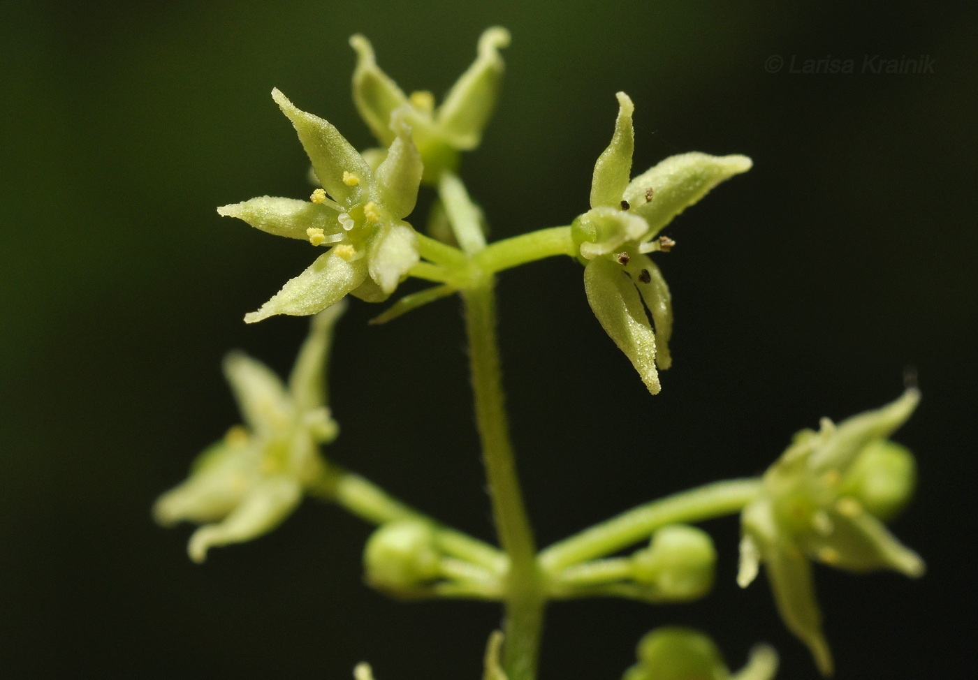 Изображение особи Rubia chinensis.