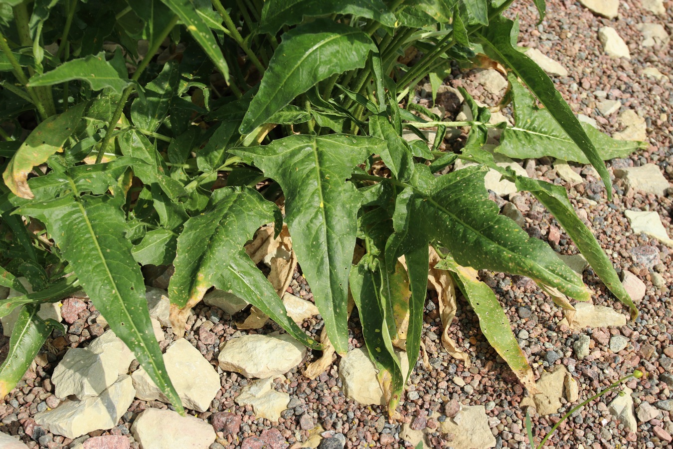 Image of Bunias orientalis specimen.