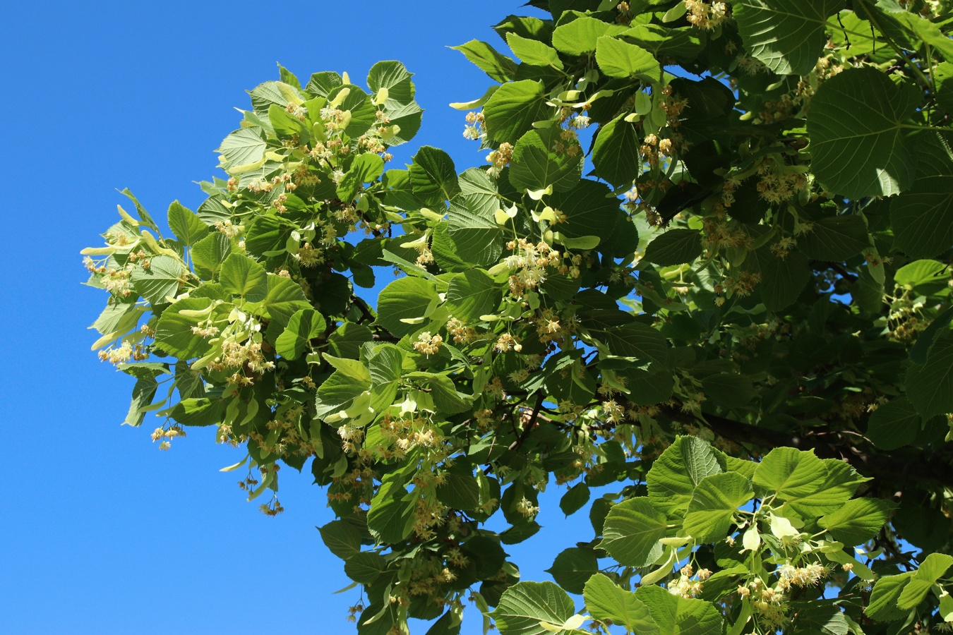 Image of genus Tilia specimen.