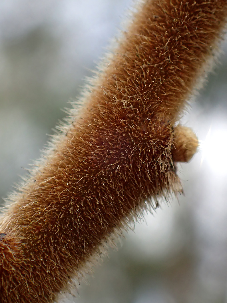 Изображение особи Rhus typhina.